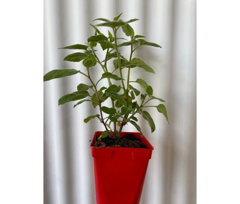 PHYSALIS   Ø11x12 cm