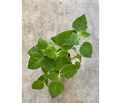 PHYSALIS   Ø11x12 cm