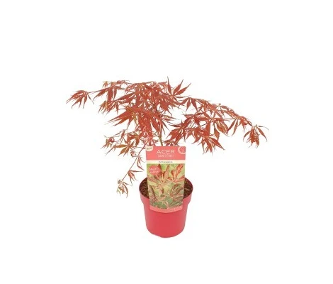 Acer Palmatum Extravaganza Ø19cm H40 cm