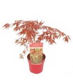 Acer Palmatum Extravaganza Ø19cm H40 cm