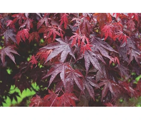 Acer Palmatum Bloodgood Ø19cm H 70cm