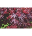 Acer Palmatum Bloodgood Ø19cm H 70cm