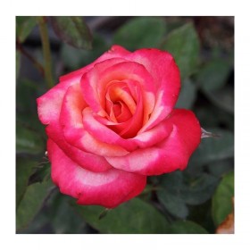 Rosal Blasco Ibañez MEILLAND