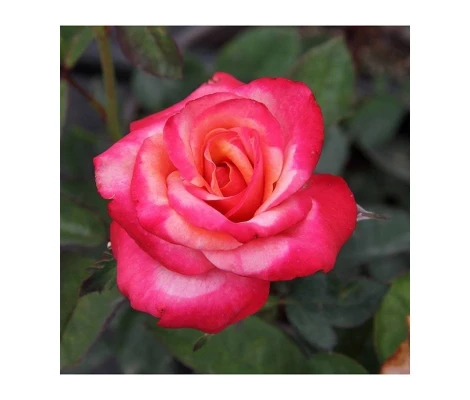 Rosal Blasco Ibañez MEILLAND