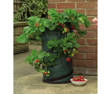 Gardman Jardinera De Fresas Emergente