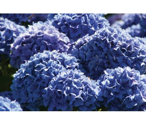 Compo Azulador Hortensias 800 g