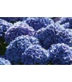 Compo Azulador Hortensias 800 g