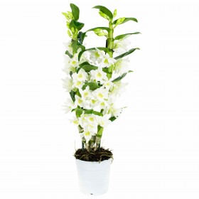Dendrobium