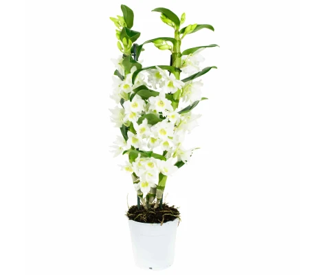 Dendrobium