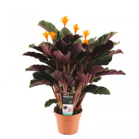 Calathea Crocata "Candela" Ø14 cm H40-50 cm
