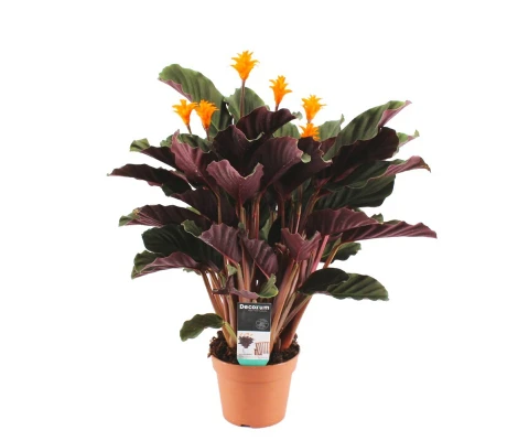 Calathea Crocata "Candela" Ø14 cm H40-50 cm