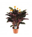 Calathea Crocata "Candela" Ø14 cm H40-50 cm