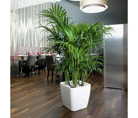 Lechuza Maceta Autorriego Quadro Premium LS 43