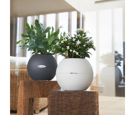 Lechuza Maceta Autorriego Puro Color 20 Kit Completo