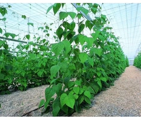 Orework Malla Para Entutorar 2x25m -15x17cm