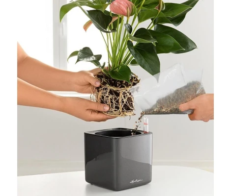 Lechuza Plato De Plantado