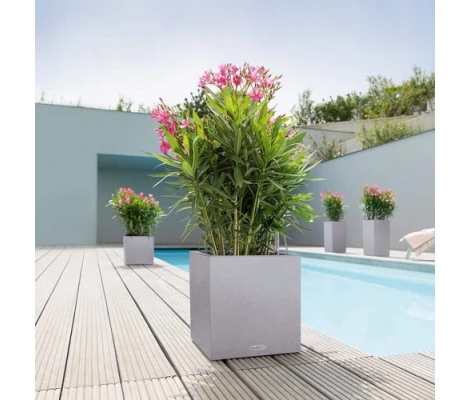 Lechuza Canto Stone low 40