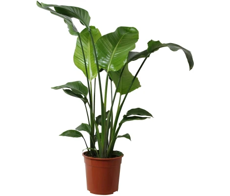 Strelitzia Nicolai Ø19cm H 100cm