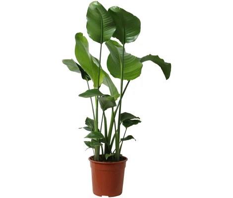 Strelitzia Nicolai Ø19cm H 100cm