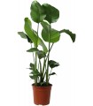 Strelitzia Nicolai Ø19cm H 100cm