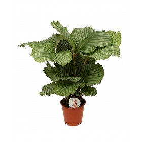 Calathea Orbifolia Ø19cm H 50cm