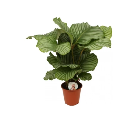 Calathea Orbifolia Ø19cm H 50cm