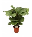 Calathea Orbifolia Ø19cm H 50cm