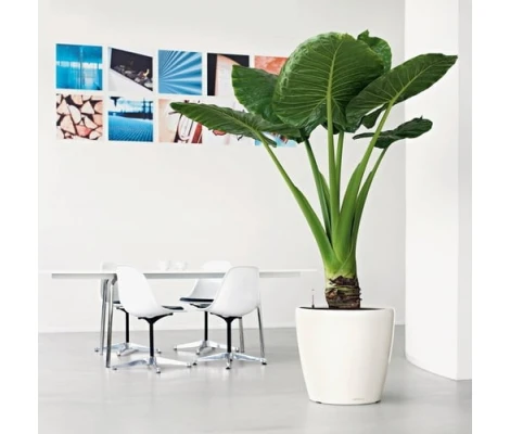 Lechuza Macetero Classico Premium 50 LS