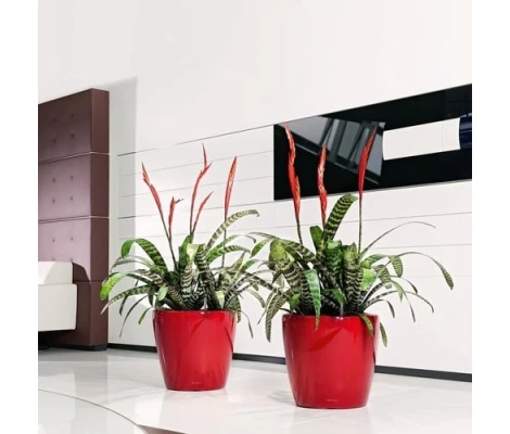 Lechuza Macetero Classico Premium 43 LS