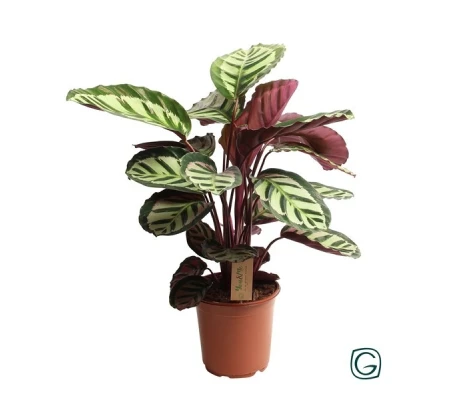 Calathea Rosea Cora Ø19cm H50 cm