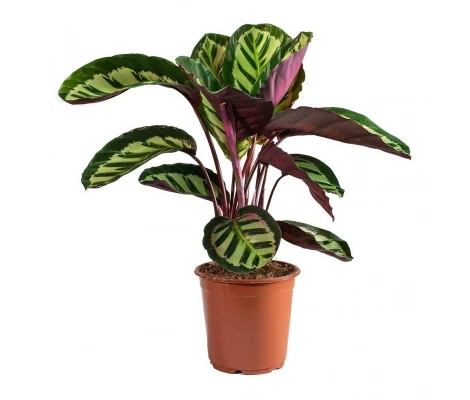 Calathea Rosea Cora Ø19cm H50 cm
