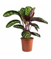 Calathea Rosea Cora Ø19cm H50 cm