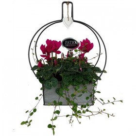 Compo Cyclamen + Meuhlenbeckia H33 cm