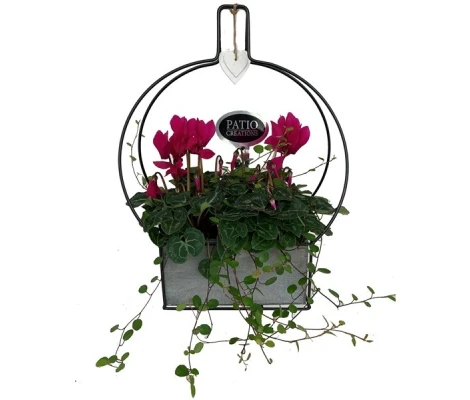 Compo Cyclamen + Meuhlenbeckia H33 cm