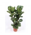 Ficus lyrata  Ø27cm H100 cm