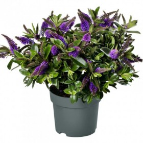 Hebe Addenda®  Ø12 cm H30 cm