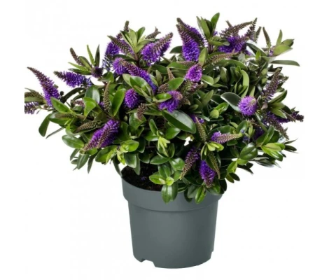 Hebe Addenda®  Ø12 cm H30 cm