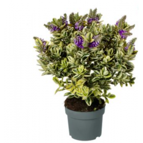 Hebe Variegata o Verónica Ø12 cm H30 cm