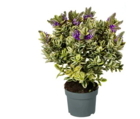 Hebe Variegata o Verónica Ø12 cm H30 cm