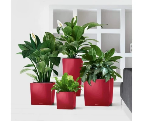 Lechuza Maceta Cube Premium 50