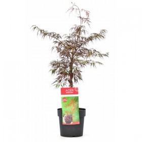 Acer Palmatum Dissectum Firecracker Ø19cm H40 cm