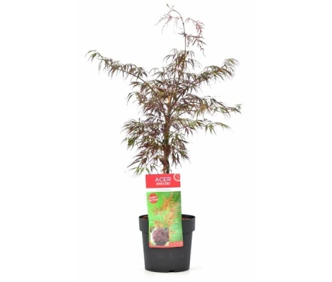 Acer Palmatum Dissectum Firecracker Ø19cm H40 cm