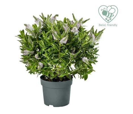 Hebe o Verónica Flor Blanca  Ø12 cm H30 cm