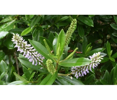 Hebe o Verónica Flor Blanca  Ø12 cm H30 cm