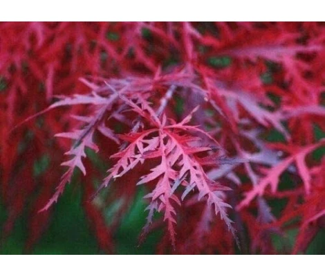Acer Palmatum Dissectum Firecracker Ø19cm H40 cm