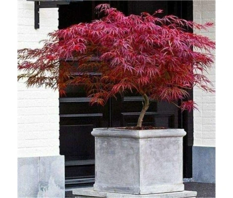 Acer Palmatum Dissectum Firecracker Ø19cm H40 cm
