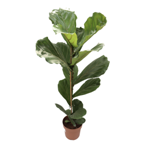 Ficus lyrata Ø17cm H60 cm