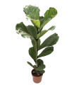 Ficus lyrata Ø17cm H60 cm