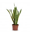 Sanseviera  Ø17cm H 65 cm