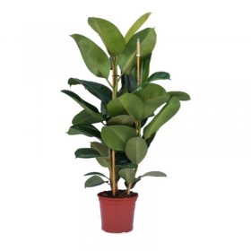 Ficus Robusta  Ø 24 cm H 1,20 cm